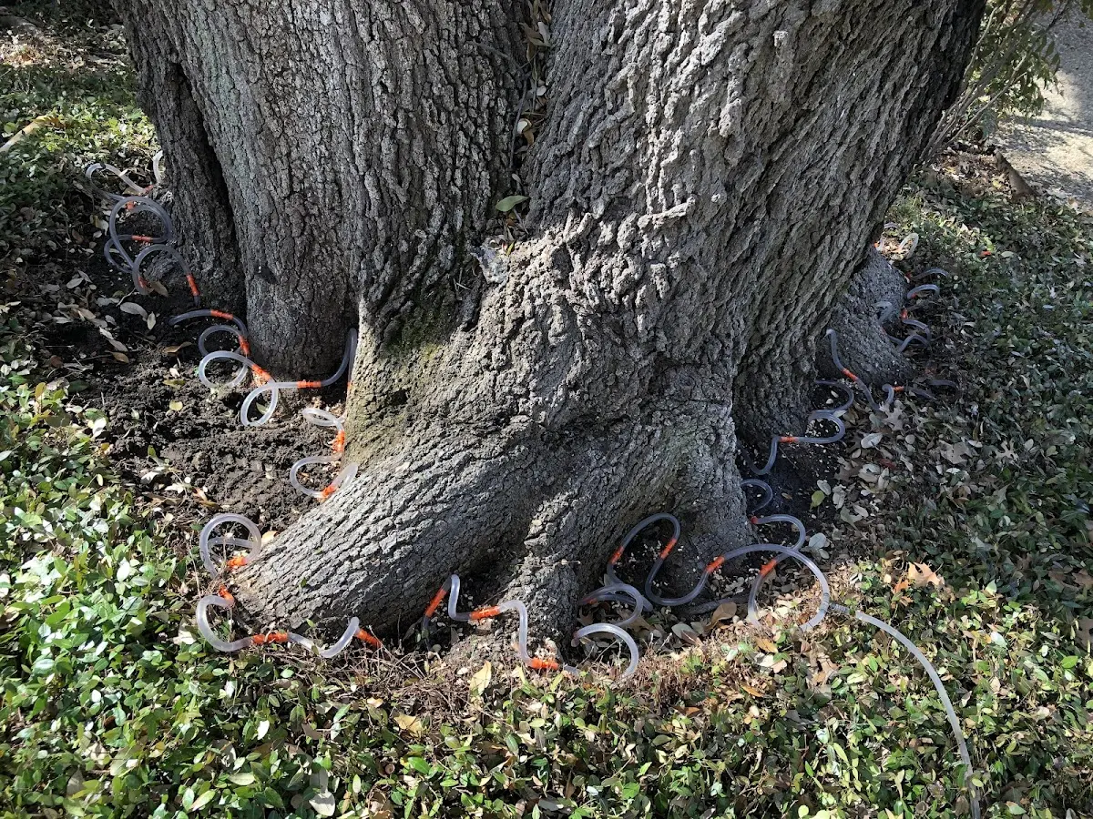 Detailed Tree Cabling and Bracing job site in Shevlin
