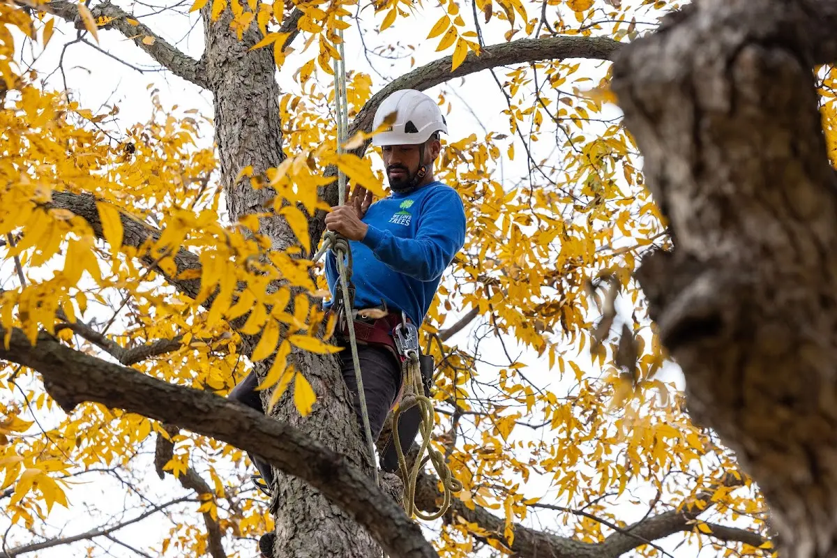 Skilled Storm Damage Cleanup crew working in Shevlin